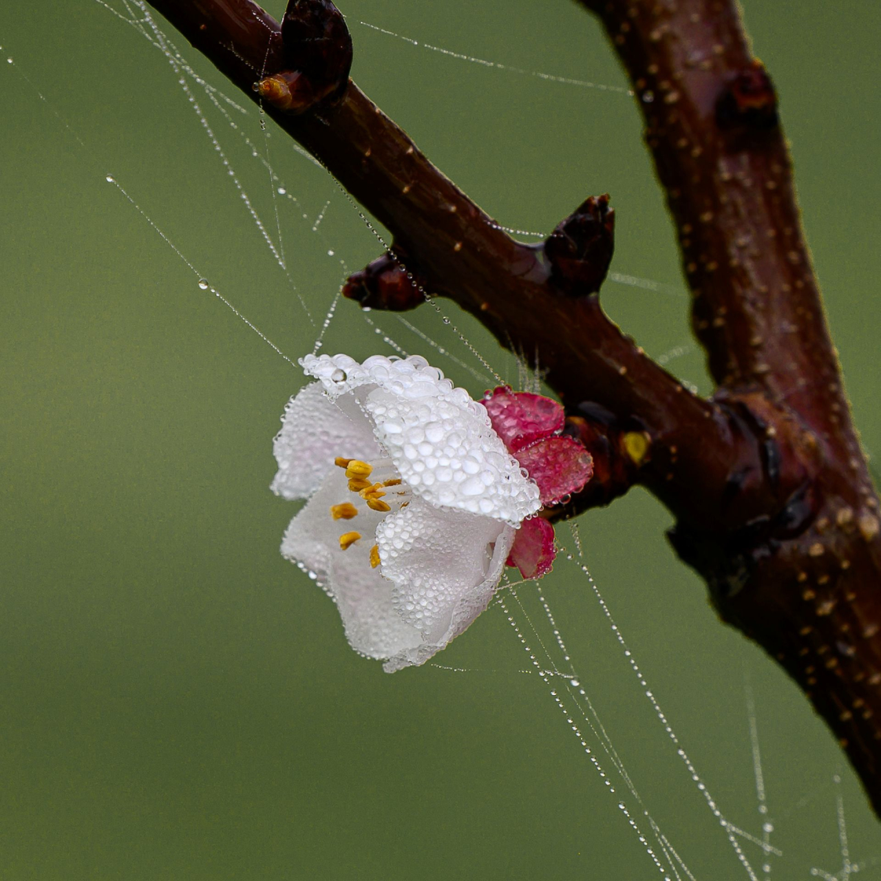 Photographie GPPR