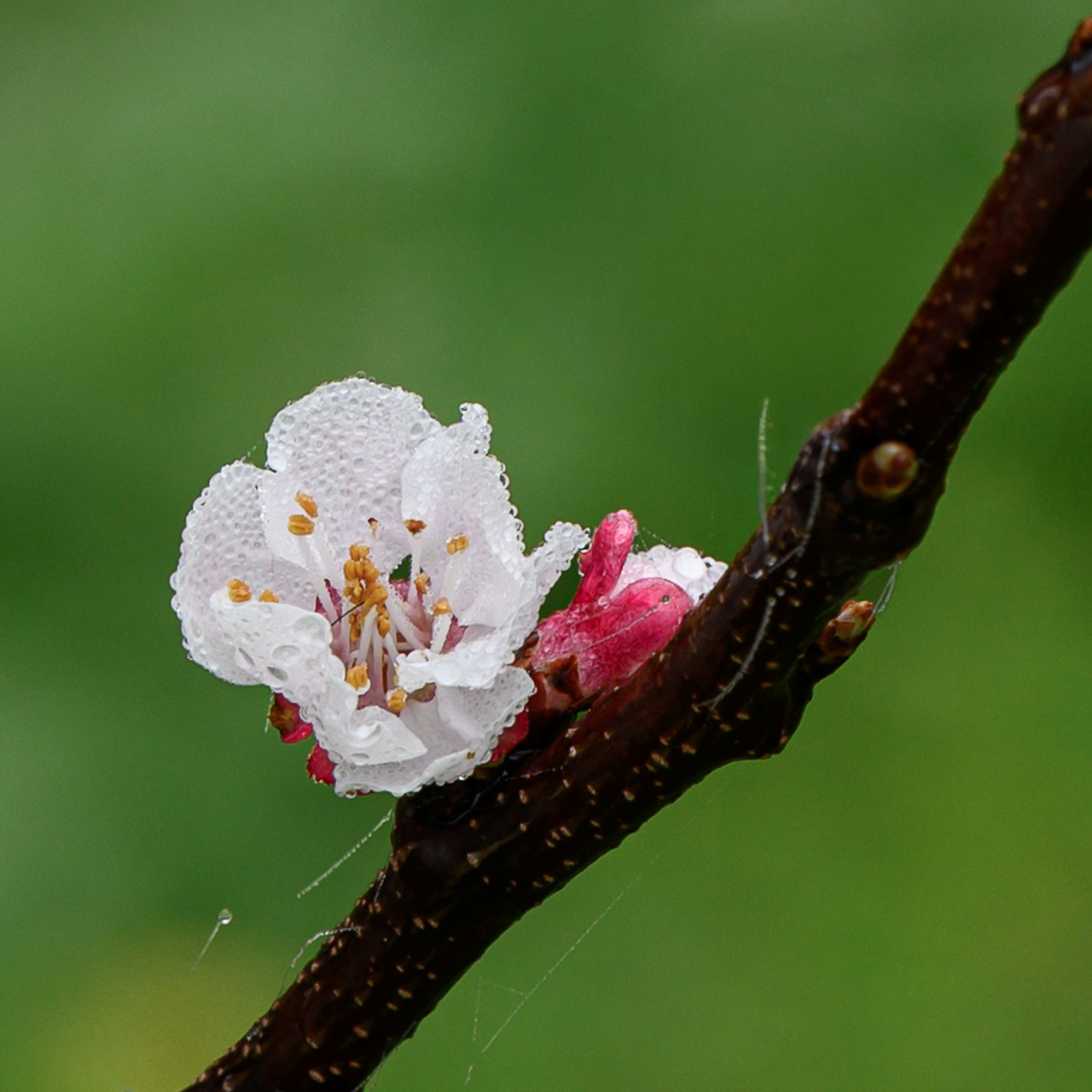 Photographie GPPR