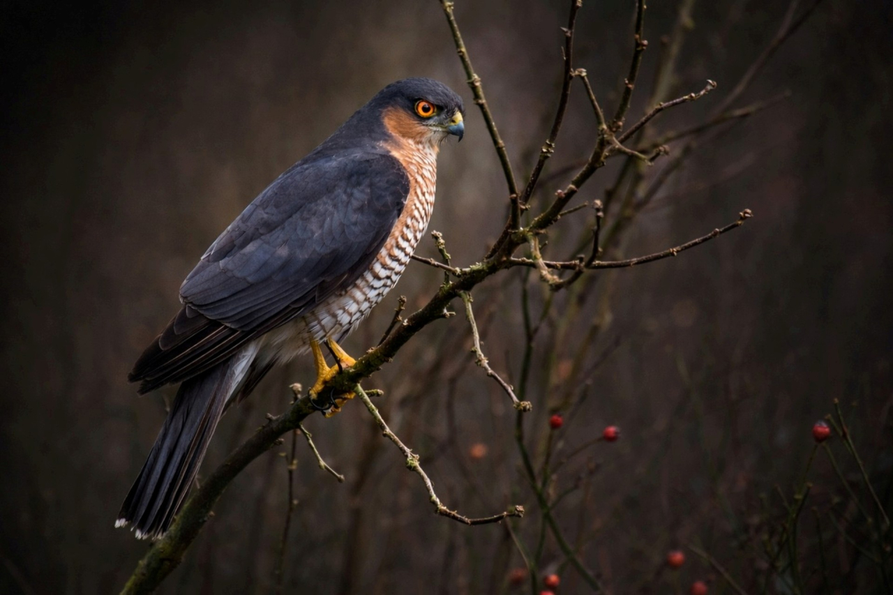 Sentinelle des sous-bois — Luc Mary